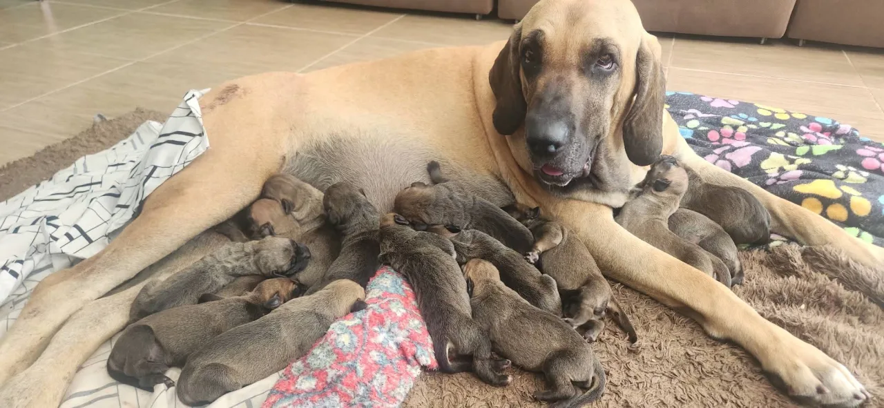 Fila Brasileiro  Império  Molosso