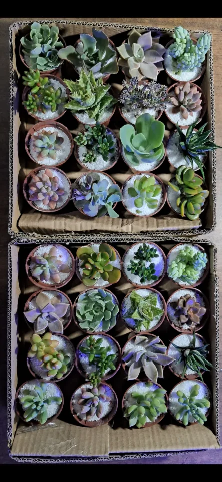 Mini Suculentas para Lembrancinhas