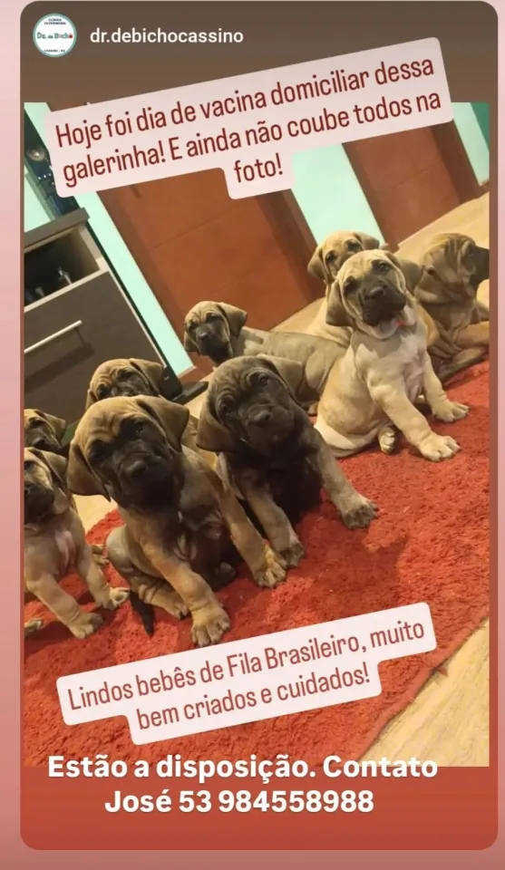 Filhotes de Fila