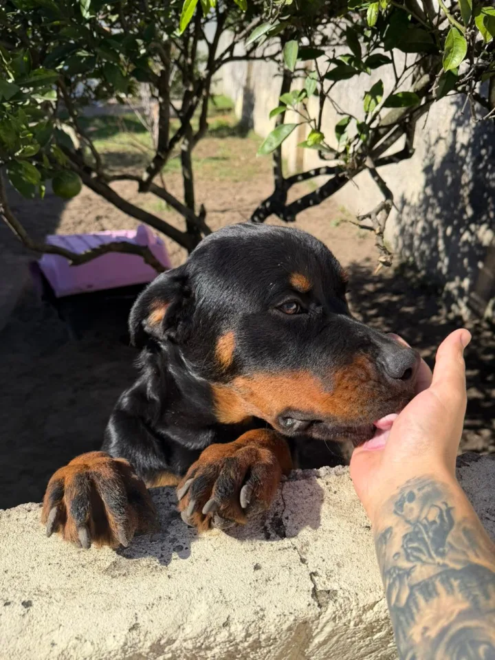 Macho Rotweiller – Buscando fêmea Pedigree para cruza controlada