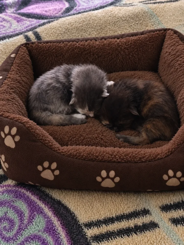 Fêmeas de Maine coon para reserva.